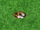 Missouri football